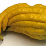 fingercitron