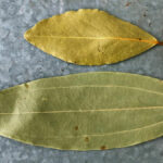 lagerblad